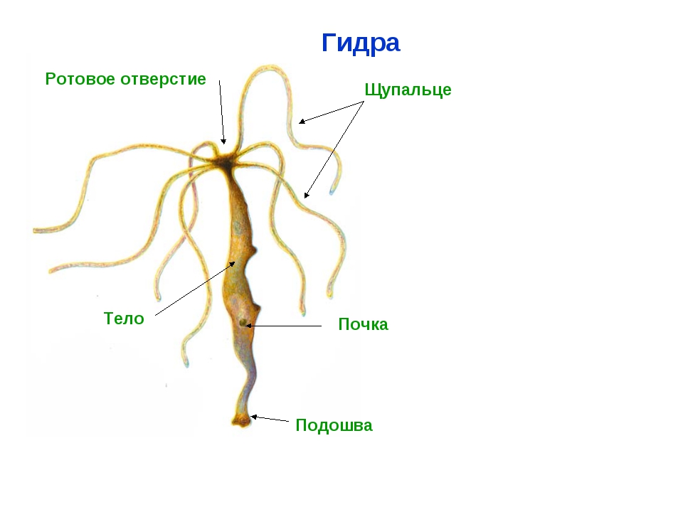 Лсд цена