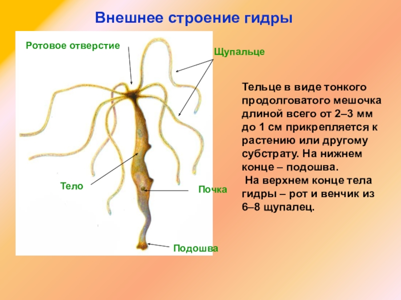 Купить гашиш